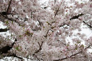 A million cherry blossoms exploding from the branches of a cherry tree. Spring is indeed here. Its a new-season-celebrate-new-dress-time-to-party.