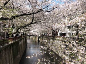 A million cherry blossoms exploding from the branches of a cherry tree. Spring is indeed here. Its a new-season-celebrate-new-dress-time-to-party.