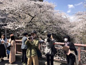 A million cherry blossoms exploding from the branches of a cherry tree. Spring is indeed here. Its a new-season-celebrate-new-dress-time-to-party.